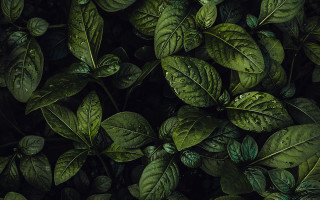 Green leaves water droplets plant - a pile free wallpaper