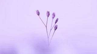 Single flower purple background macro - simple free wallpaper