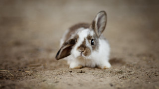 Small rabbit sad blue eyes - a small rabbit free wallpaper