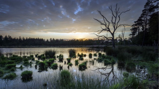 Lake tree sunset clouds forest - the foreground and a sunset in the background free wallpaper for desktop