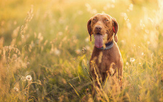 Dog tongue out field sunset - its tongue free wallpaper