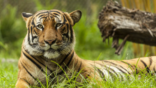 Tiger grass log tree fence - in the background free wallpaper for desktop