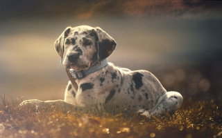 Dalmatian grass sunset outdoor photorealism - a collar free wallpaper