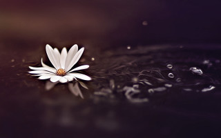 White flower floating bubbles water - a drop of water free wallpaper for desktop