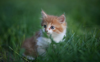 Curious kitten grass blue eyes - impressionism free wallpaper for desktop