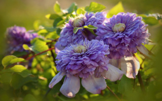 Purple hydrangea wisteria bokeh outdoors - stem free wallpaper