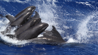 Dolphins ocean surfing night starry - down free wallpaper