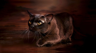 Cat large yellow eyes dark - animal free wallpaper for desktop
