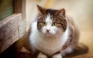 Sad cat photorealistic blurry background 2 - beatrix potter free wallpaper