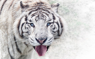 White tiger open mouth blue - a white tiger free wallpaper