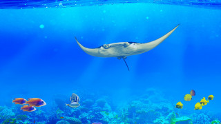 Manta ray coral reef tropical - tropical free wallpaper