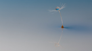Dandelion blue center reflection minimalism - reflective free wallpaper