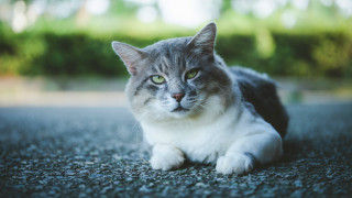 Sad cat puzzle outdoors blurry - a sad look free wallpaper