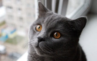 Black cat city window constructivism - a building in the background free wallpaper for desktop