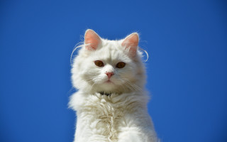 White cat collar blue sky - a blue sky background behind free wallpaper
