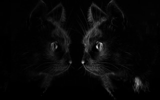 Black cats glowing eyes gothic - bent free wallpaper
