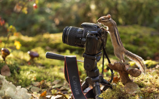 Camera squirrel tripod woods christmas - leaf and grass free wallpaper