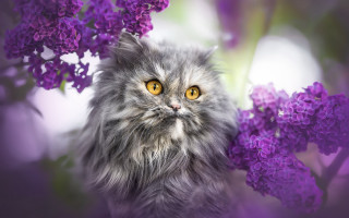 Cat purple flower bush yellow - the background and a blurry background free wallpaper