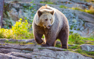 Brown bear rocky hillside autumn - a rocky hillside next free wallpaper
