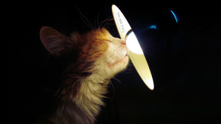 Cat light black background photorealistic - a white cat free wallpaper