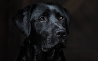 Black dog red eye looking - a red eye free wallpaper