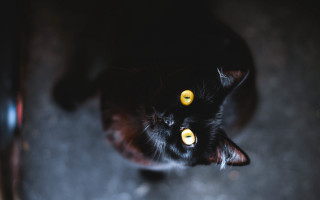 Black cat yellow eyes gothic 20 - dirk crabeth free wallpaper for desktop