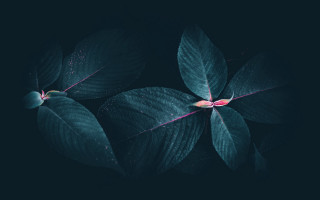 Green leaf red center glow - end free wallpaper