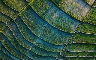 Green plant leaves blue sky 2 - a green plant free wallpaper