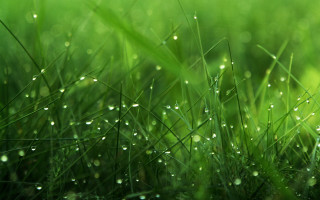 Grass water droplets closeup green - a close up of grass free wallpaper