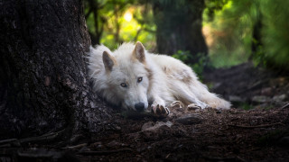White wolf forest blue eyed - a white wolf free wallpaper