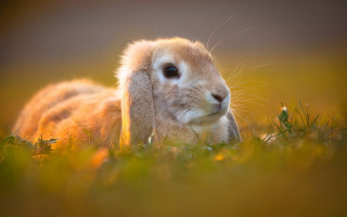 Small rabbit in grass blue - a small rabbit free wallpaper