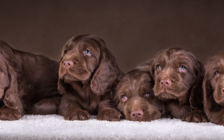Puppies group white blanket brown - a brown background free wallpaper