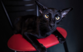 Black cat red chair serious - a red chair free wallpaper