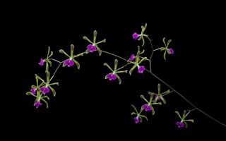 Purple flowers branch black background - purple flower free wallpaper