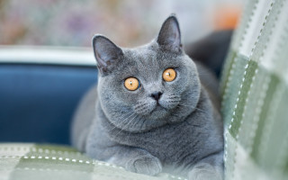 Gray cat curious yellow eyes 2 - a gray cat free wallpaper for desktop