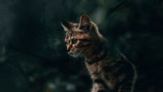 Cat dark standing distant blurry - the dark free wallpaper
