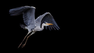 Flying bird wings open beak - arie smit free wallpaper