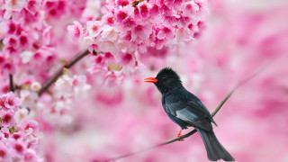 Bird branch cherry blossoms pink 2 - the background and a blurry background free wallpaper