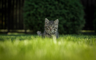 Kitten curious grass tiltshift nature - the camera free wallpaper for desktop