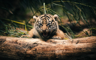 Tiger cub yawning log forest - a tiger cub free wallpaper