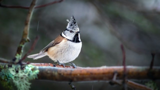 Bird rainy branch blurry background - colin gill free wallpaper