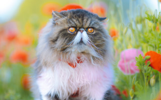 Cat red collar sad impressionism - a red collar free wallpaper