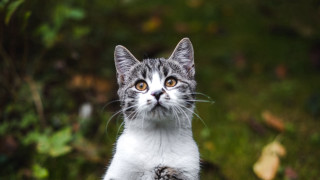 Cat surprised grass bush bokeh - look free wallpaper