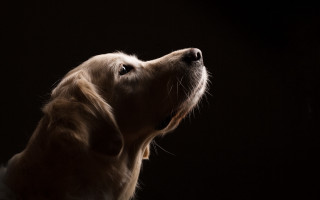 Dog looking up mouth open - the dark sky free wallpaper