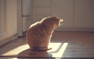 Cat wooden floor window sunlight 2 - sunlight free wallpaper