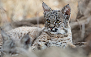 Cat grass blurry background animal - a blurry background of grass and bushes free wallpaper