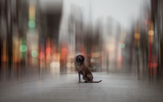Dog city street bokeh lamp - building free wallpaper for desktop