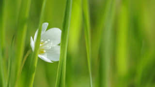 White flower daisy lily plant - the background and a blurry background free wallpaper
