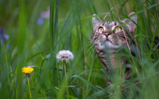 Cat sky grass dandelion nature - a cat free wallpaper