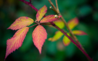 Branch red leaf green background - a red leaf free wallpaper